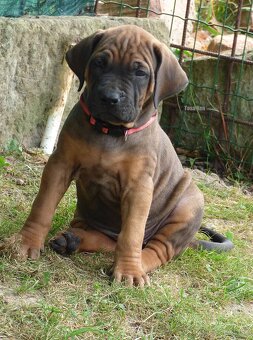 Tosa inu - nádherná štěňátka s PP - 6