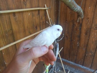 Predam andulky mlade vonkajsi chov - 6