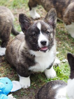 Welsh corgi cardigan štěňata - 6