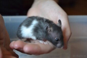 Škrečok sýrsky - 6
