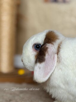 🎃🧡 minilop králiky🎃🧡 s vp - 6