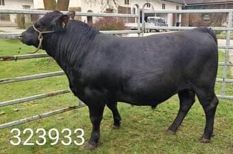 Plemenný býk Aberdeen Angus - vakcinovaný na Bluetongue - 6