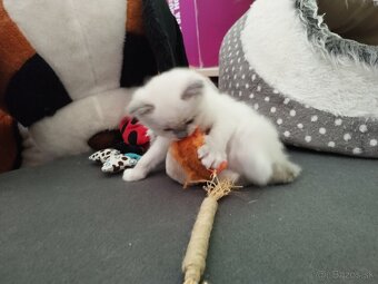 Ragdoll - 6