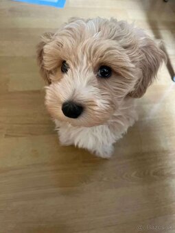 Maltipoo mini - 6