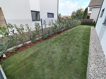 Tuja Smaragd, vavrínovec, červienka - Dolný Kubín - 6