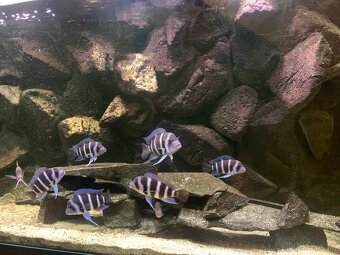 Akvarium - 6