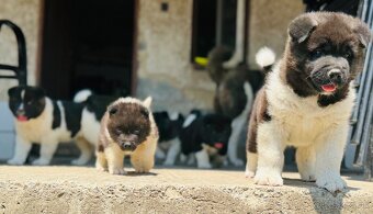 Americká Akita - 6