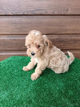 Maltipoo - 6