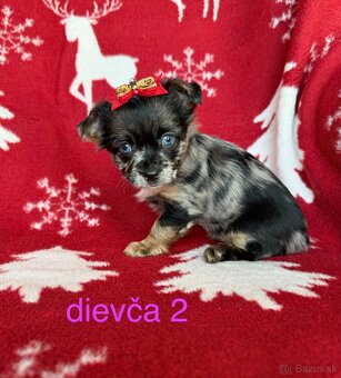 Biewer yorkshire terrier - 6