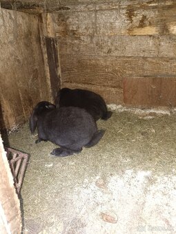 Predám králiky - 6