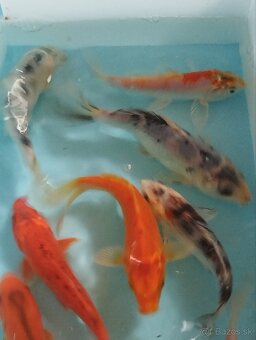 Jazierkové ryby - koi kapre - 6