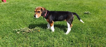 bígl, bígel, beagle - 6