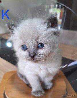Ragdoll mačiatka - 6