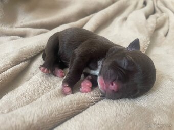 American bully POCKET - 6