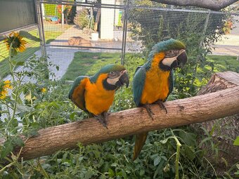 Ara ararauna - 6