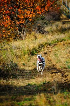 Nikon Nikkor 28-200mm 1: 3.5-5.6G IF - 6