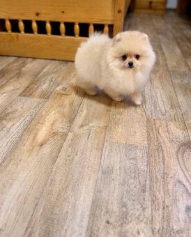 Pomeranian s PP - 6