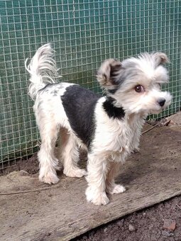 Yorkshirsky terier - biewer - 6