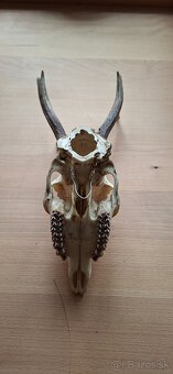 Trofej raritního srnce - 6