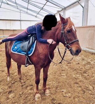 Valach v type pony - 6