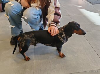 Jazvečíky trpasličie krátkosrsté - 6