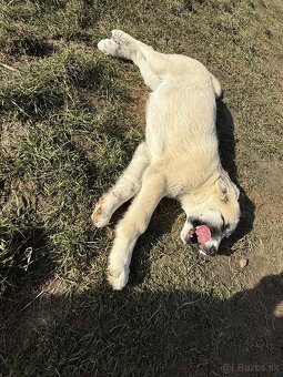 Predám šteniatka kangaly - 6