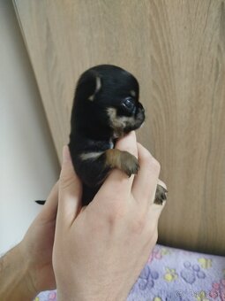 Čivava mini psík krátkosrsty - 6