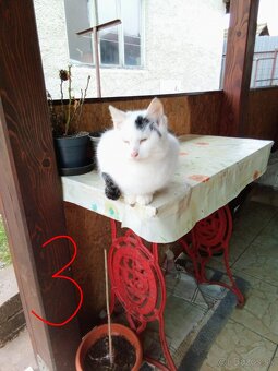 Ajándékozuk - Darujeme - 6