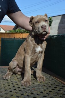 Americký BANDOG - 6