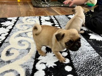 Mops Mopslik - 6
