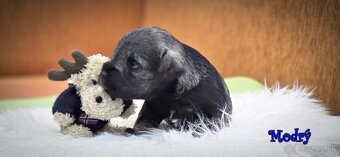 Bradáč malý - korenie, soľ - 6