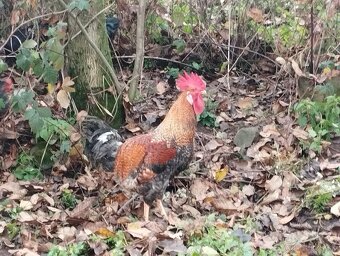 Predám mladých kohútikov - 6