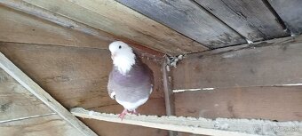 Birminghamske Kotrmeliaky - 6