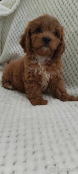 Maltipoo Cavapoo GoldenDoodle - 6