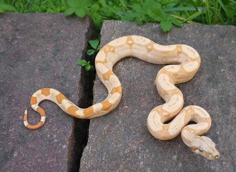 Boa imperator - Scoria Paradigm, IMG Arctic, IMG Paradigm - 6