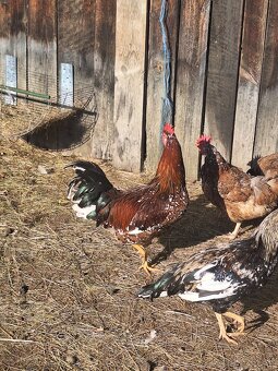 Predám mladých kohutov - 6