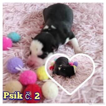 Sibírsky husky hasky - 6