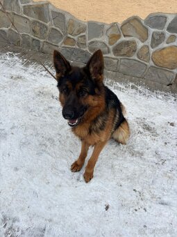 Nemecký ovčiak - 6