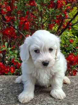 Maltipoo - 6