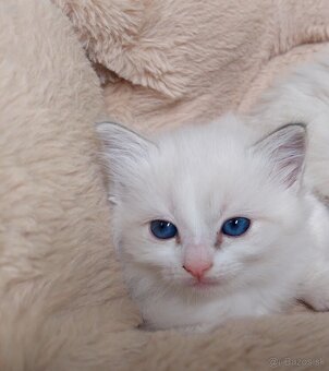 Ragdoll holčička blue bicolor k REZERVACI - 6
