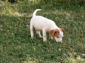 Jack russel teriér - 6