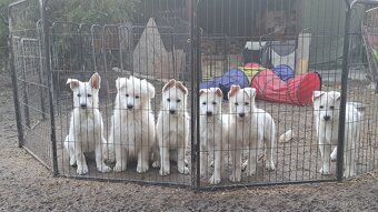 Biely švajčiarsky ovčiak s PP - 6