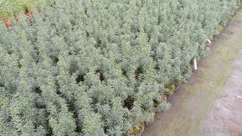Tis, Taxus, červienka tuja-Nitra a okolie - 6