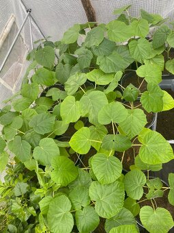 Paulownia Tomentosa rýchlorastúci strom - 6