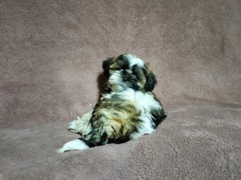 Shi_tzu, shitzu, šitzu, sicu, šicu, šizu - 6