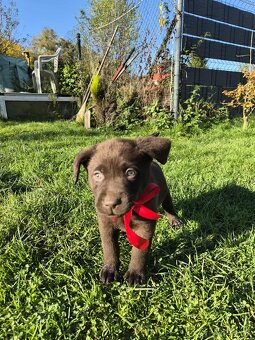 Šteniatka labrador a hnedá suka IHNEĎ - 6