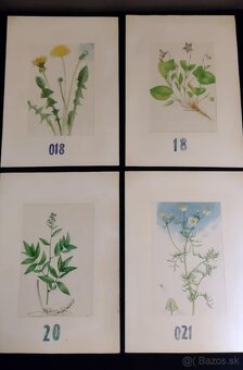 obrázky rastlín - 6