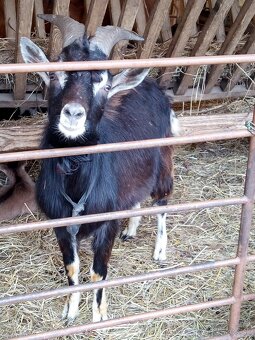 Kozliatka capkovia - 6