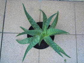 Aloe vera - rastlina v kvetináči, zemina s mykorízou - 6