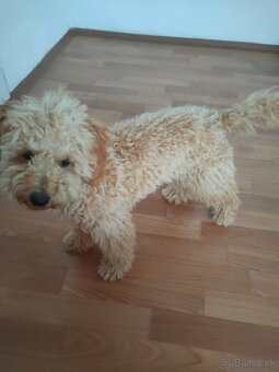 Pudlik Pudel Toy Trpaslik - 6